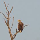 Seeadler im Abendlicht