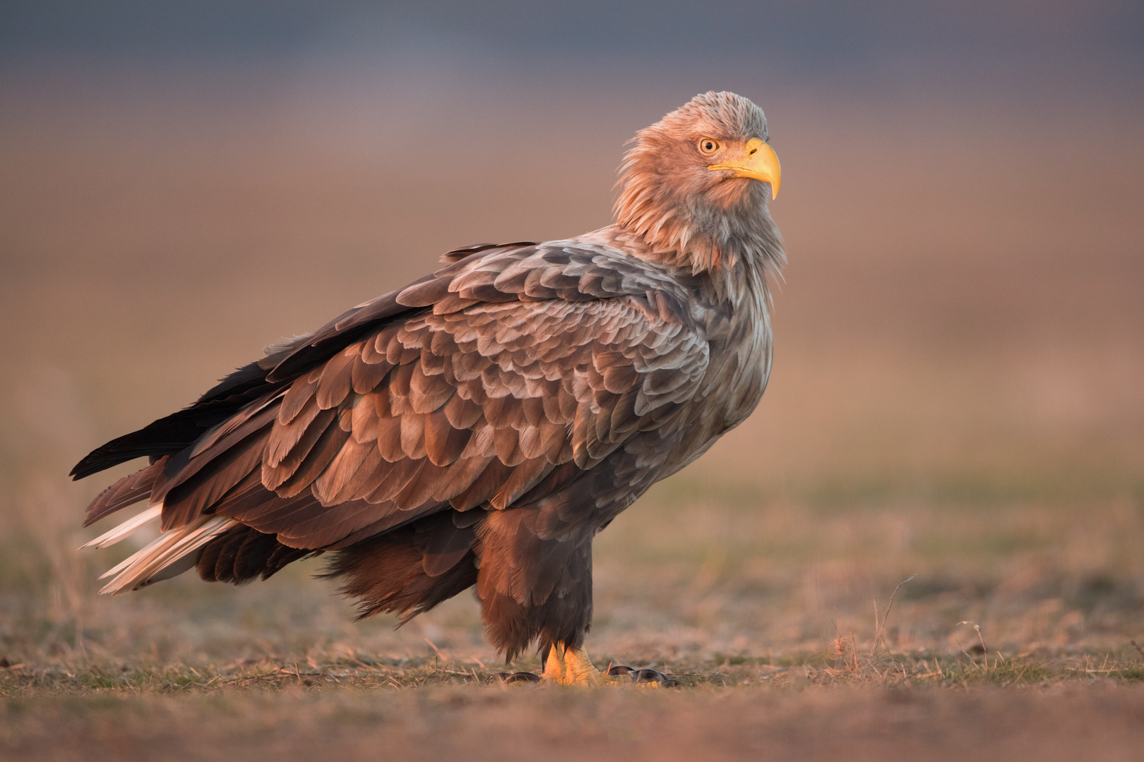 Seeadler im Abendlicht