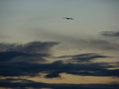 Seeadler im Abendlicht