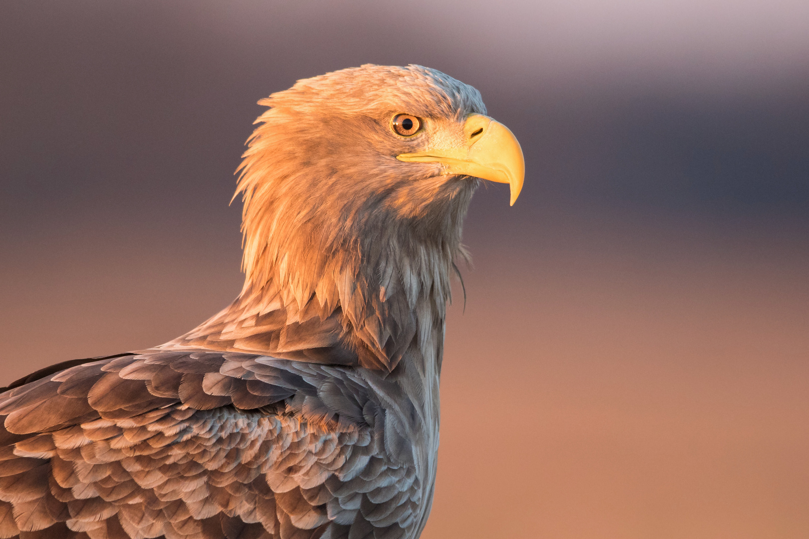 Seeadler im Abendlicht, Portrait