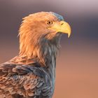 Seeadler im Abendlicht, Portrait