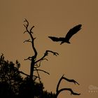 Seeadler im Abendrot