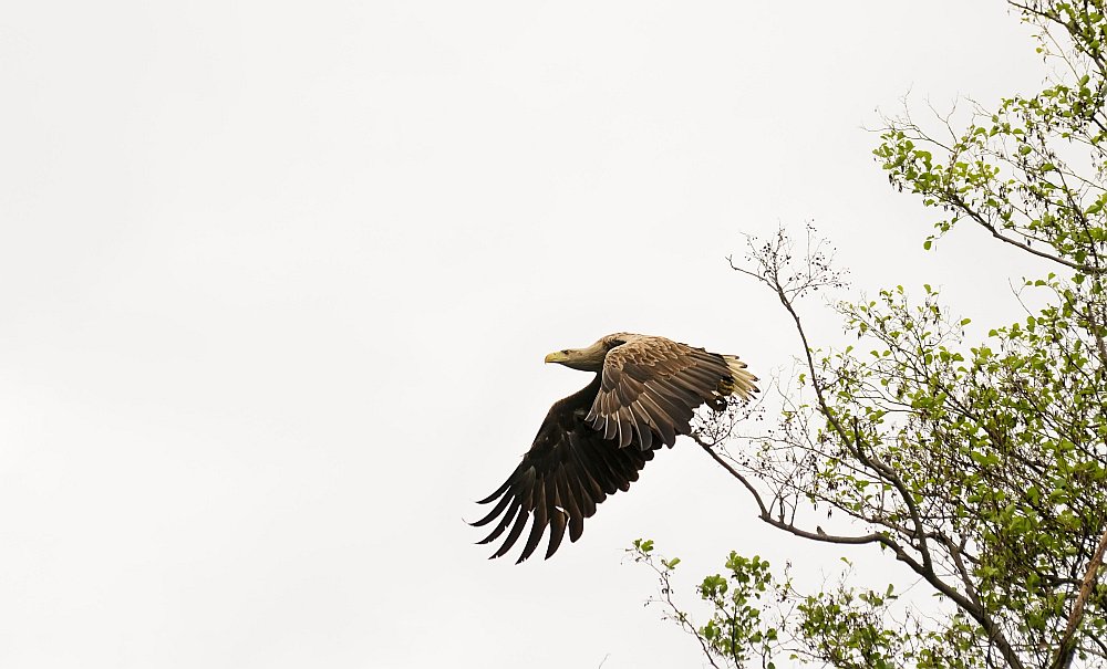 Seeadler im Abflug