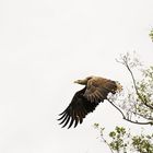 Seeadler im Abflug