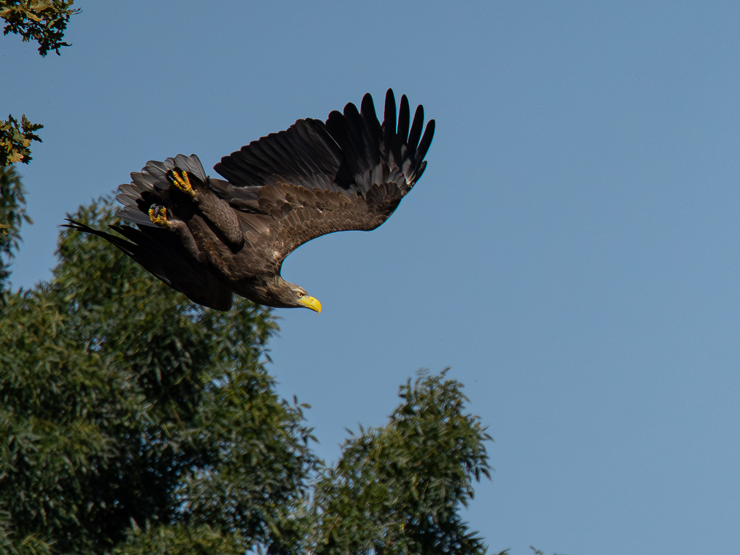 Seeadler-im-Abflug