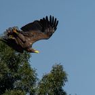 Seeadler-im-Abflug