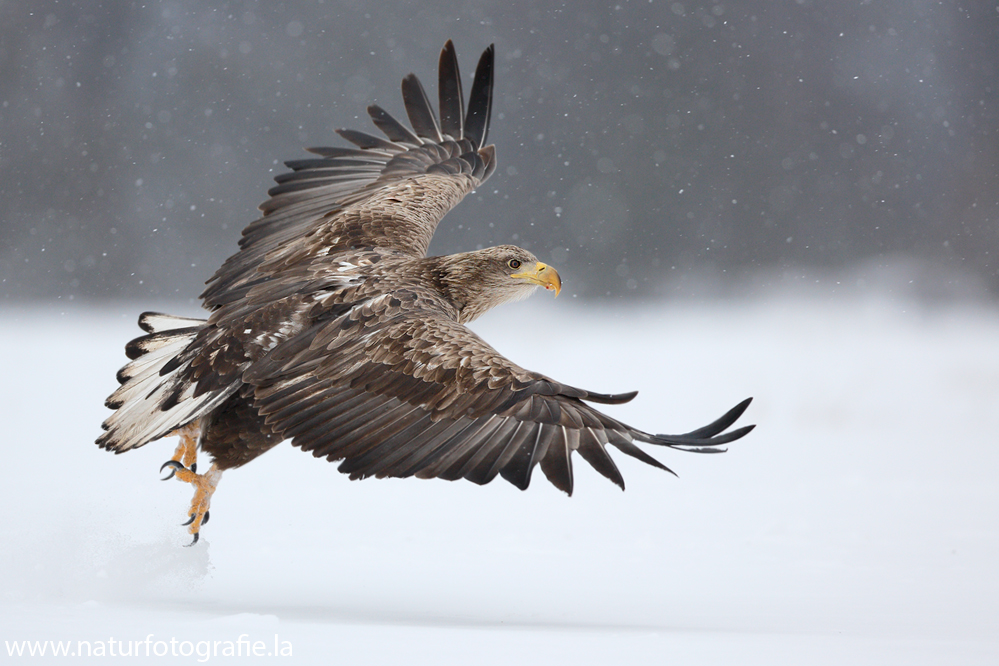 ~ Seeadler im Abflug ~