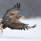 ~ Seeadler im Abflug ~