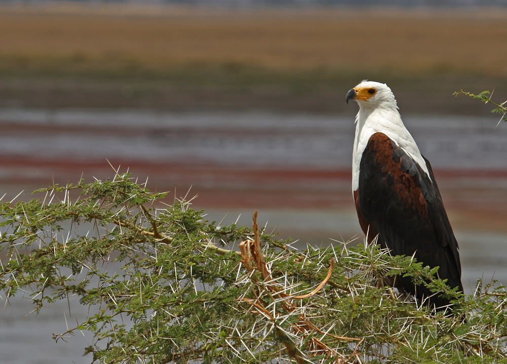 Seeadler im Amboseli