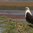 Seeadler im Amboseli