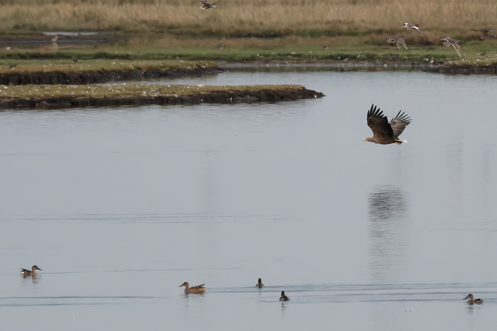 Seeadler im Anflug