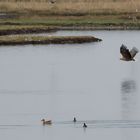 Seeadler im Anflug