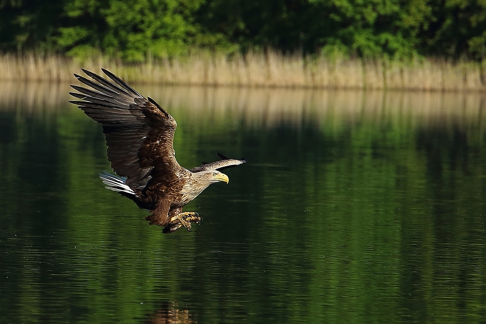 Seeadler im Anflug