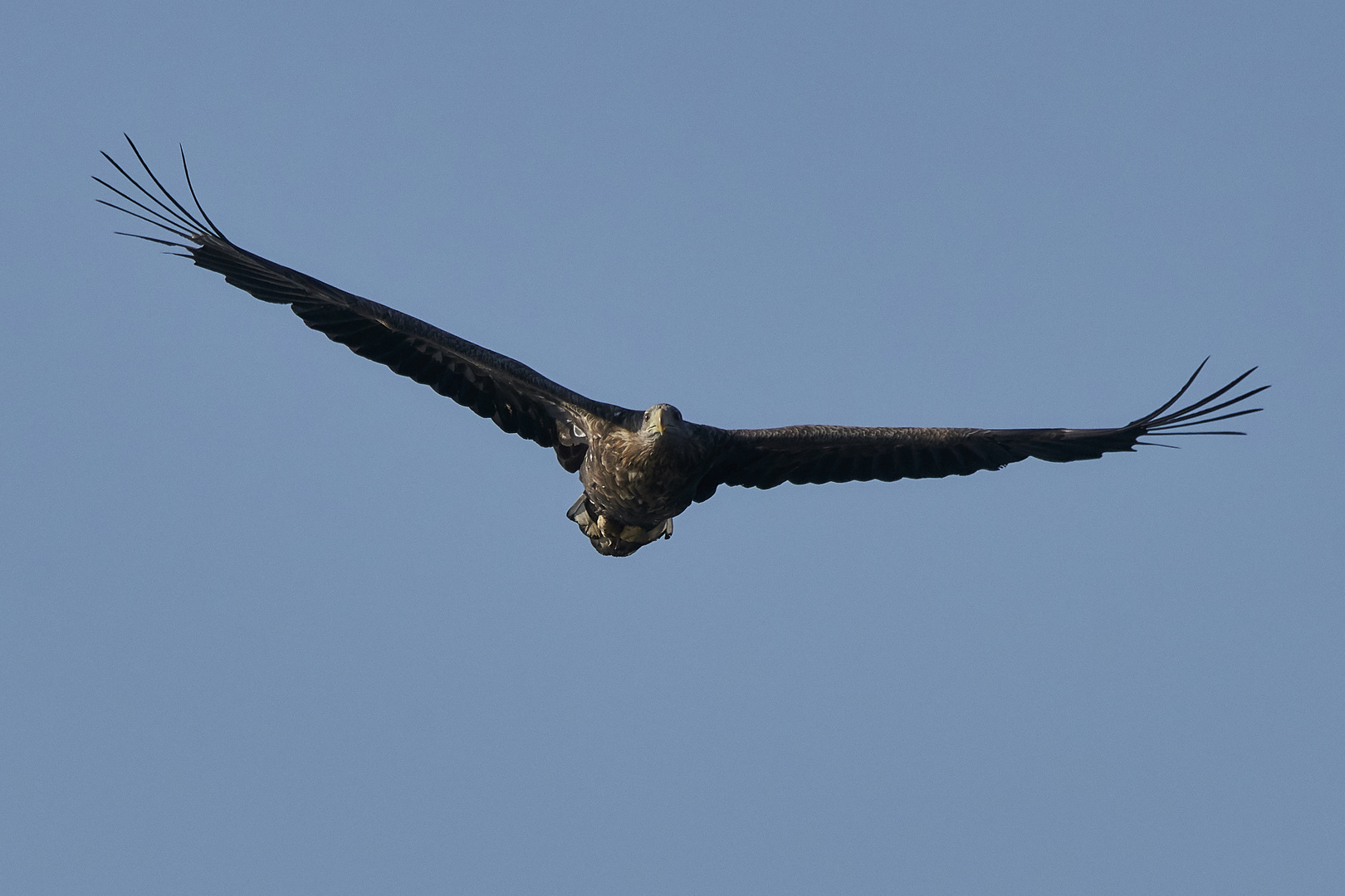 Seeadler im Anflug