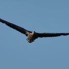 Seeadler im Anflug