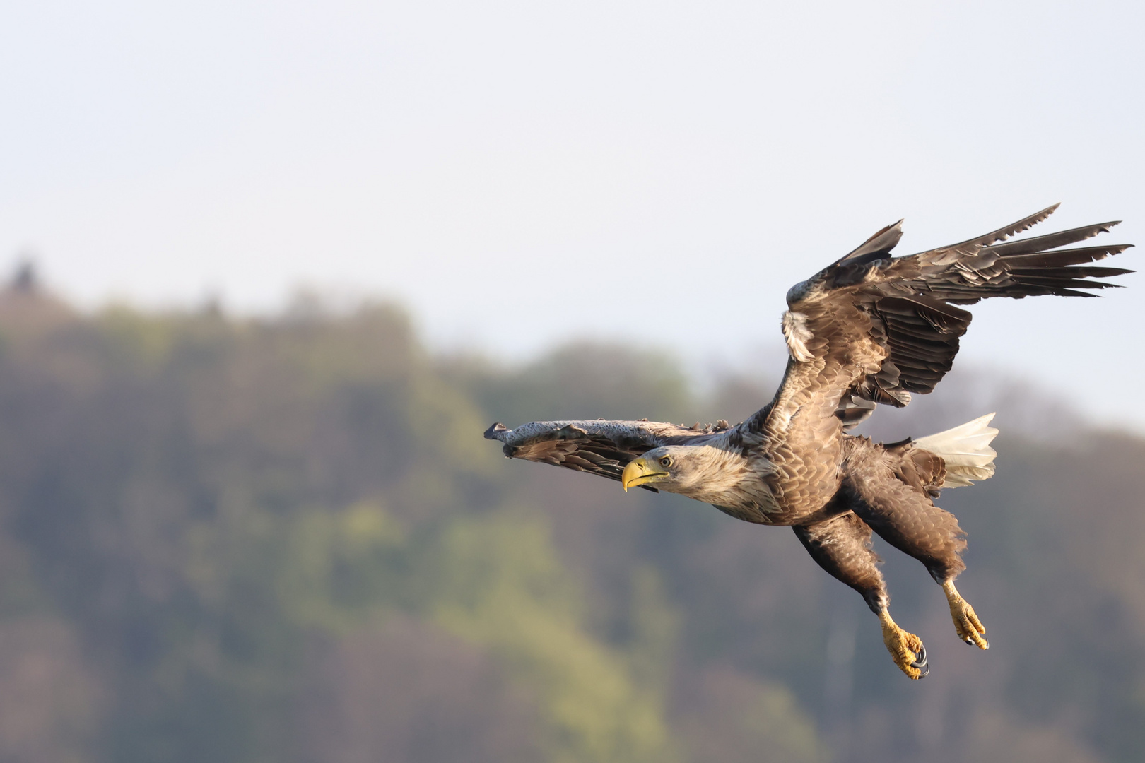 Seeadler im Anflug