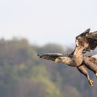 Seeadler im Anflug