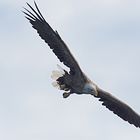 Seeadler im Anflug (1)