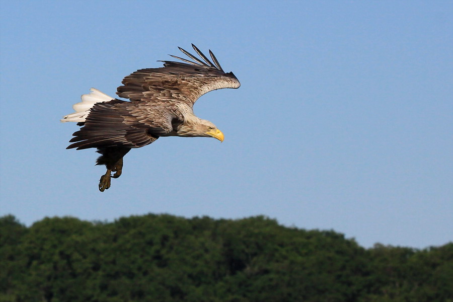 Seeadler im Anflug 1 ( Haliaeetus albicilla )