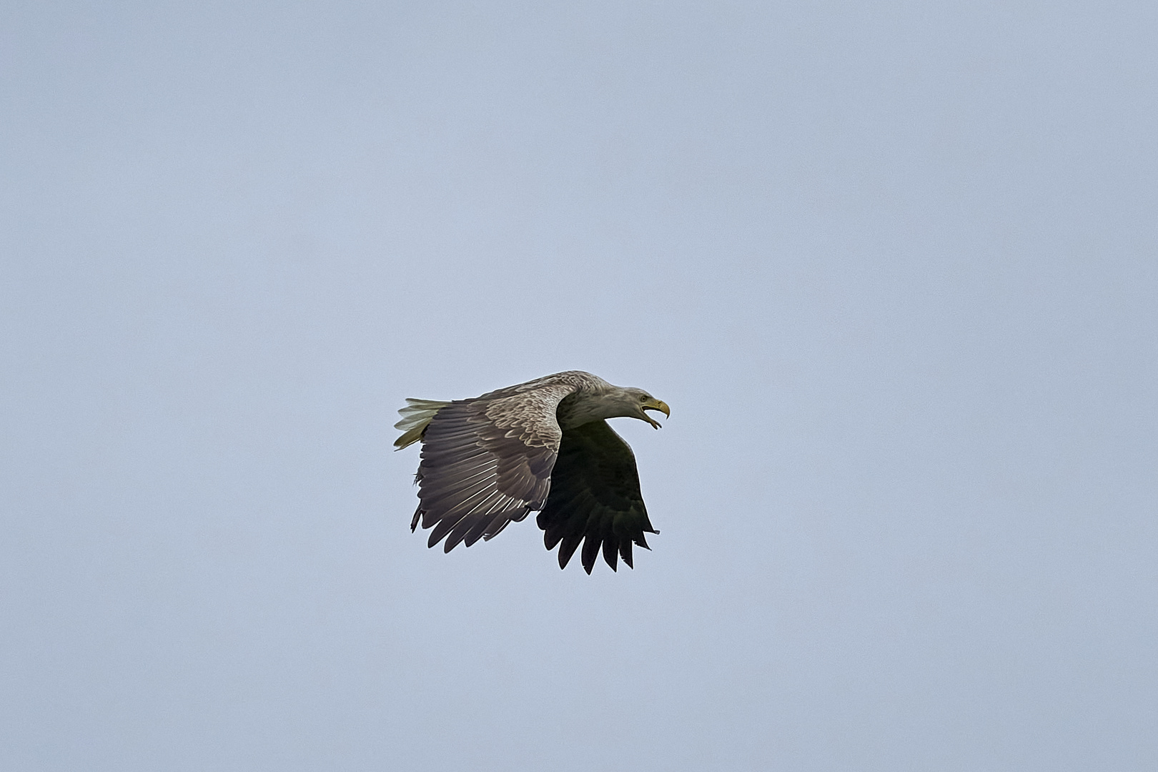 Seeadler im Anflug