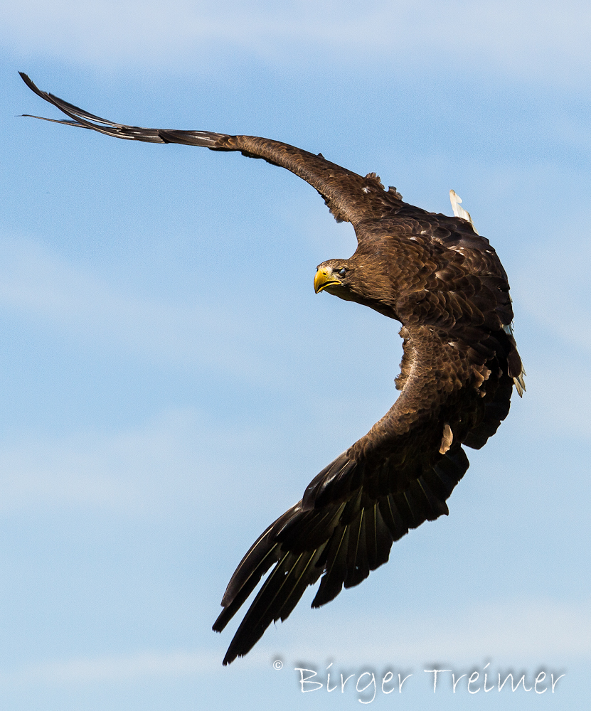 Seeadler im Anflug