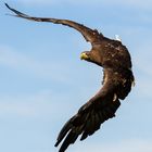 Seeadler im Anflug