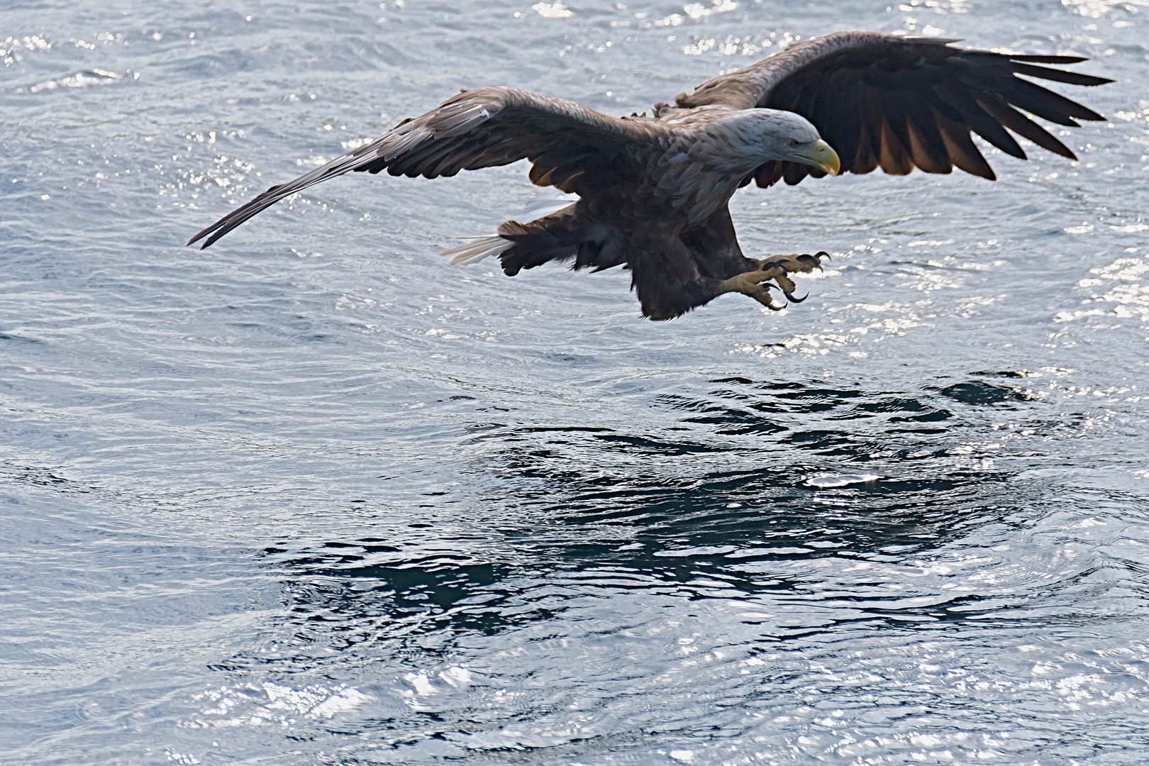 Seeadler im Anflug (2)