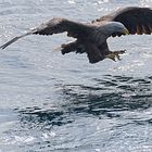 Seeadler im Anflug (2)