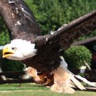 Seeadler im Anflug (2)