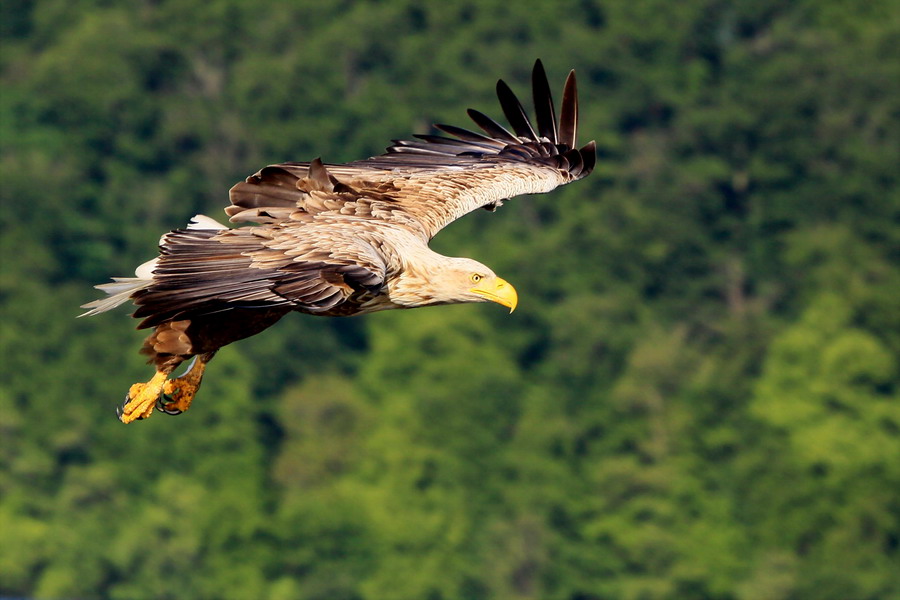 Seeadler im Anflug 2 ( Haliaeetus albicilla )