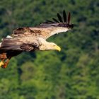 Seeadler im Anflug 2 ( Haliaeetus albicilla )