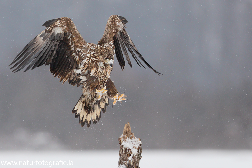 ~ Seeadler im Anflug 2013 ~