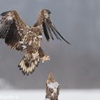 ~ Seeadler im Anflug 2013 ~