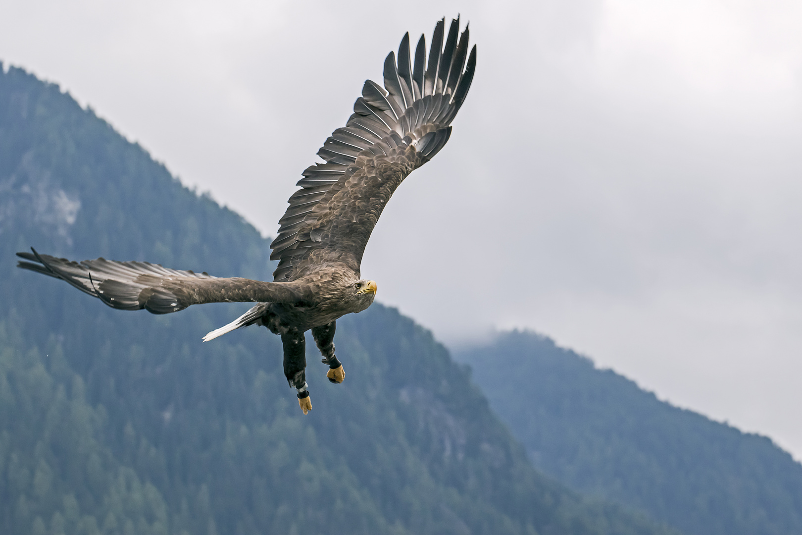 Seeadler im Anflug