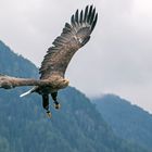 Seeadler im Anflug