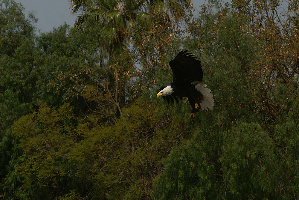 Seeadler im Anflug