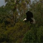 Seeadler im Anflug