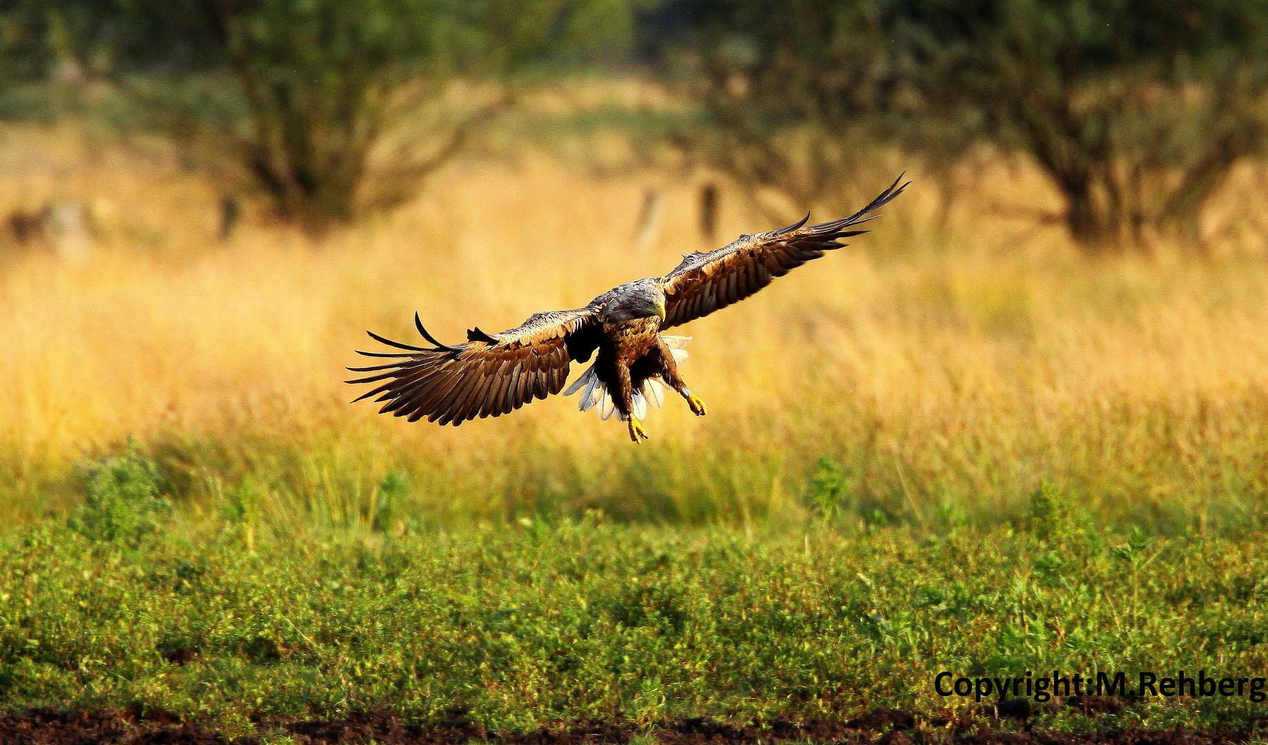 Seeadler im Anflug