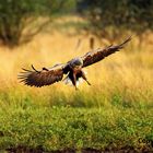 Seeadler im Anflug