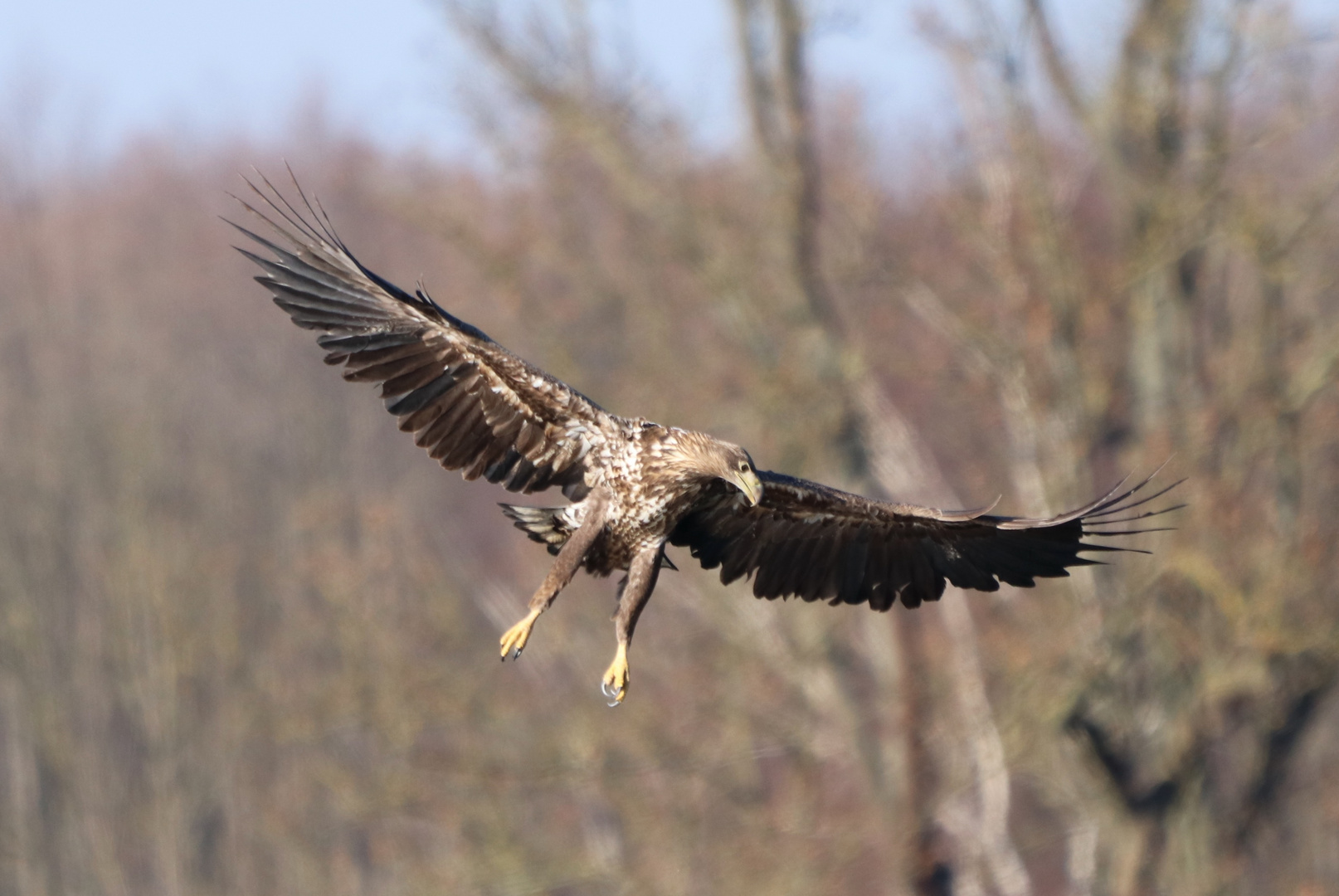 Seeadler im Anflug