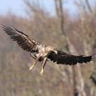 Seeadler im Anflug