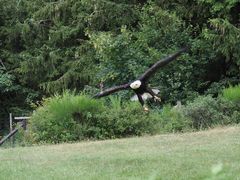 Seeadler im Anflug