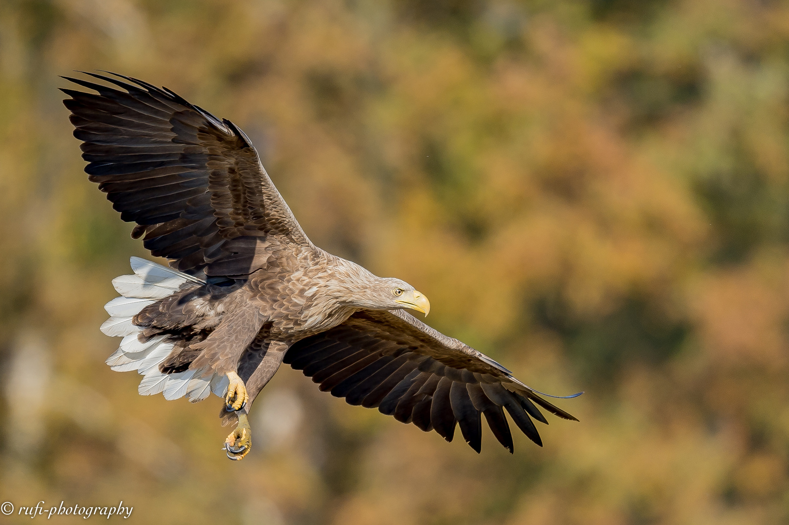 Seeadler im Anflug