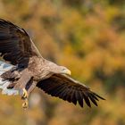 Seeadler im Anflug