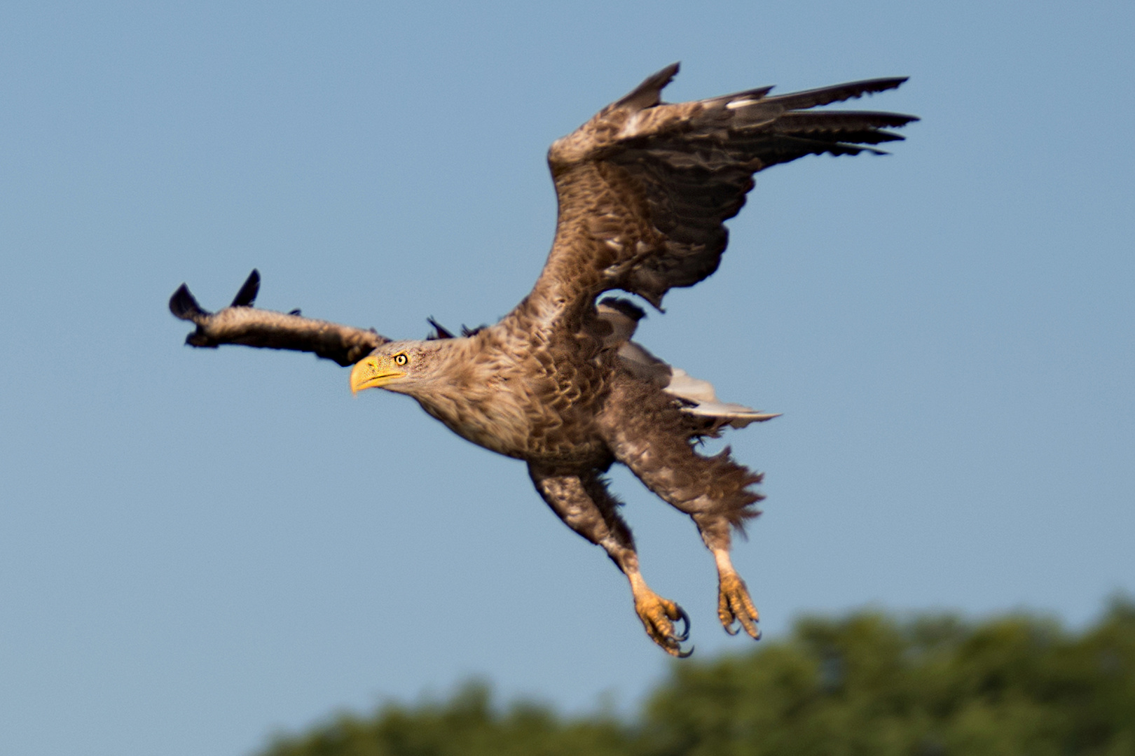 Seeadler im Anflug