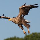 Seeadler im Anflug