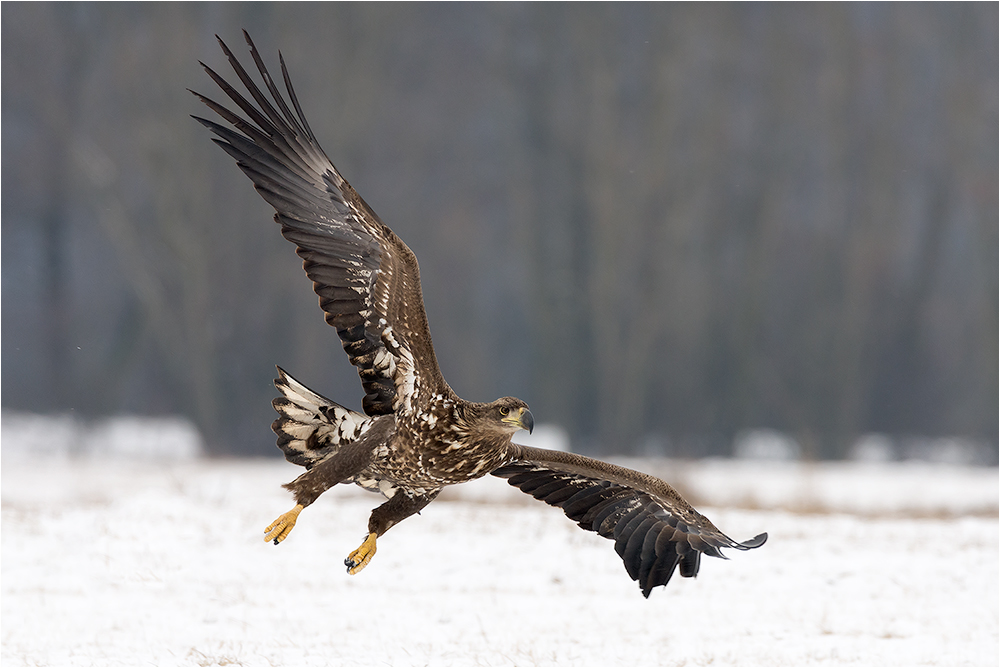 Seeadler im Anflug