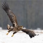 Seeadler im Anflug