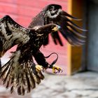 Seeadler im Anflug