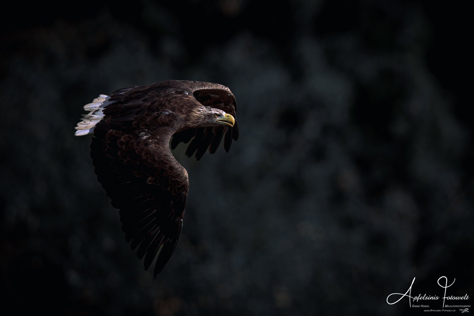 Seeadler im Anflug